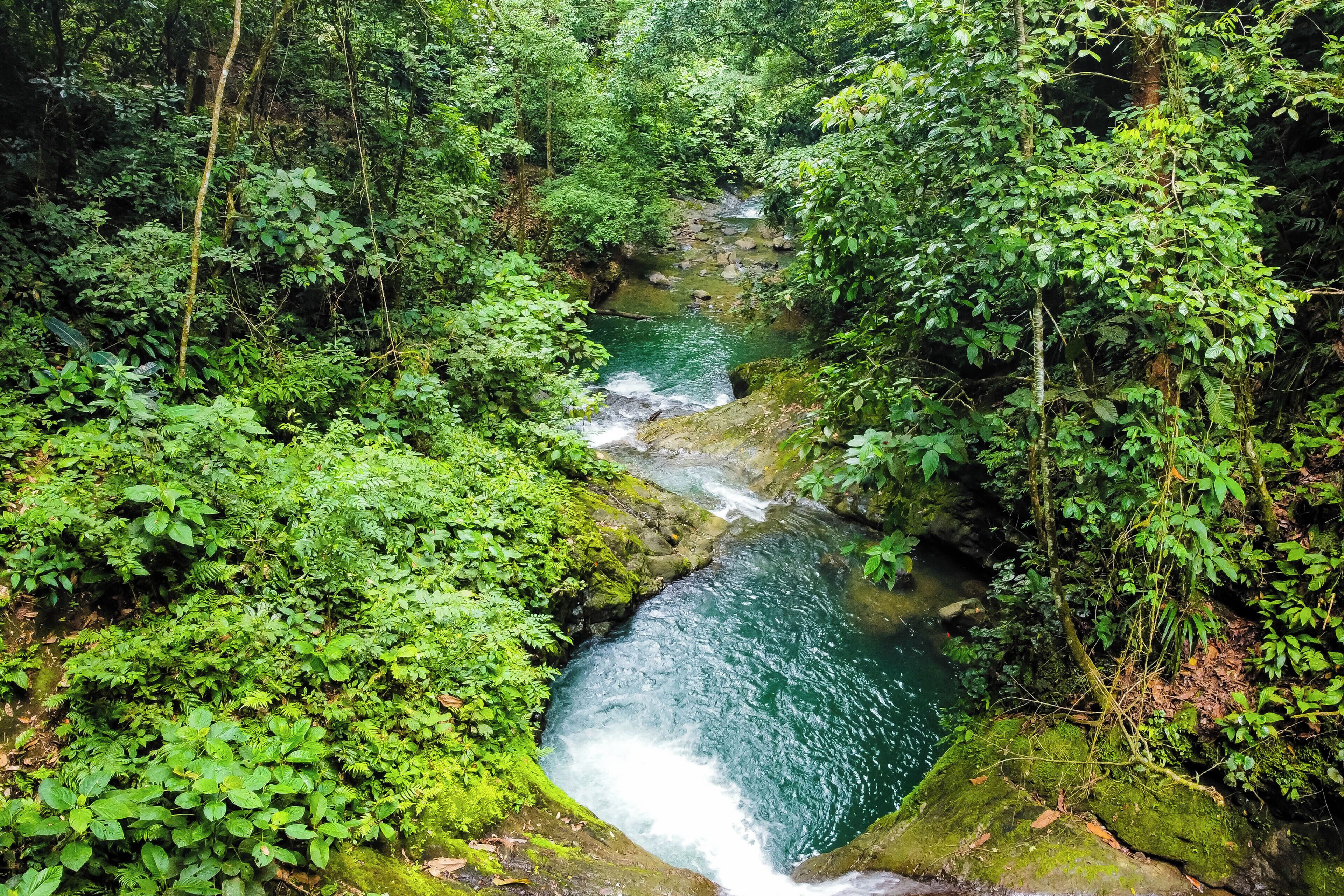 Eine natürliche Landschaft mit einem Fluss, der durch dichtes Grün fließt.