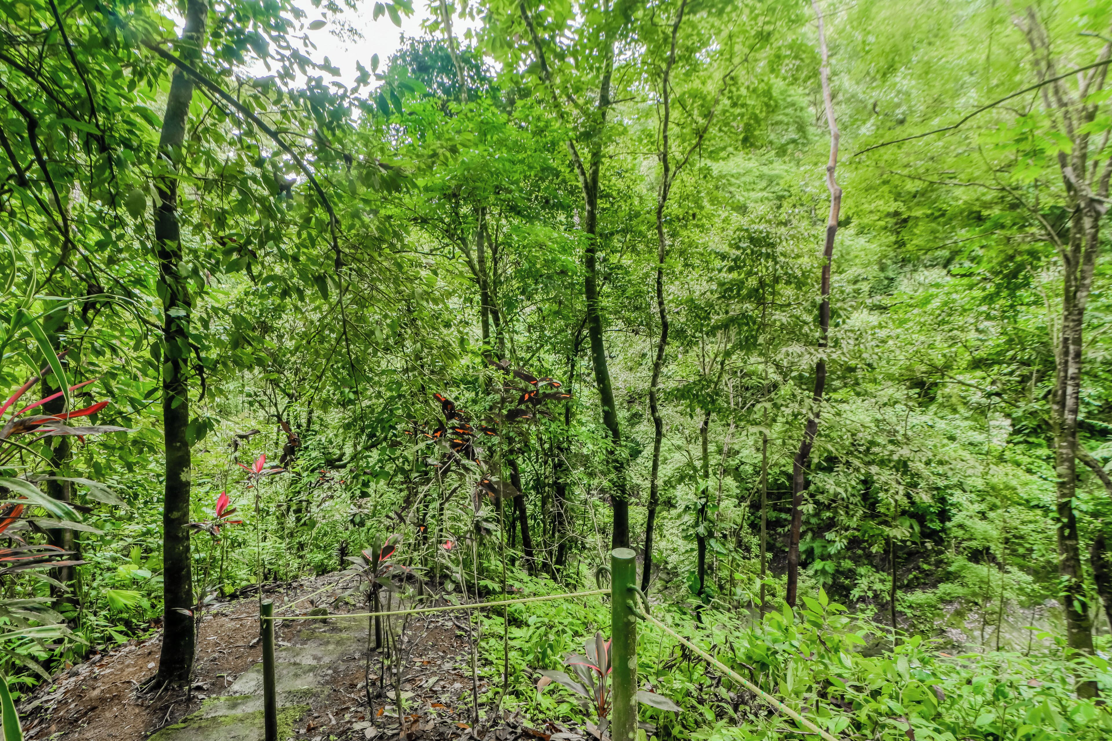 A dense forest with a variety of trees and undergrowth.