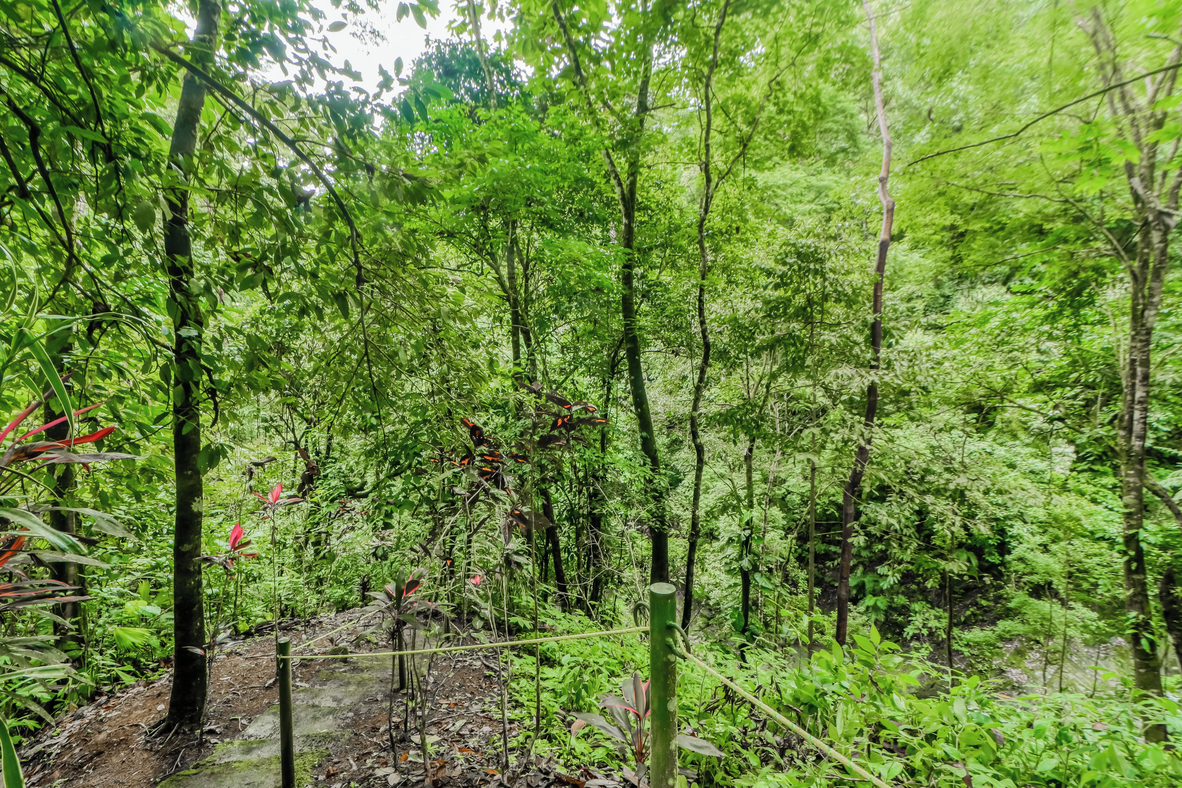 A dense forest with a dirt path and a wooden fence.