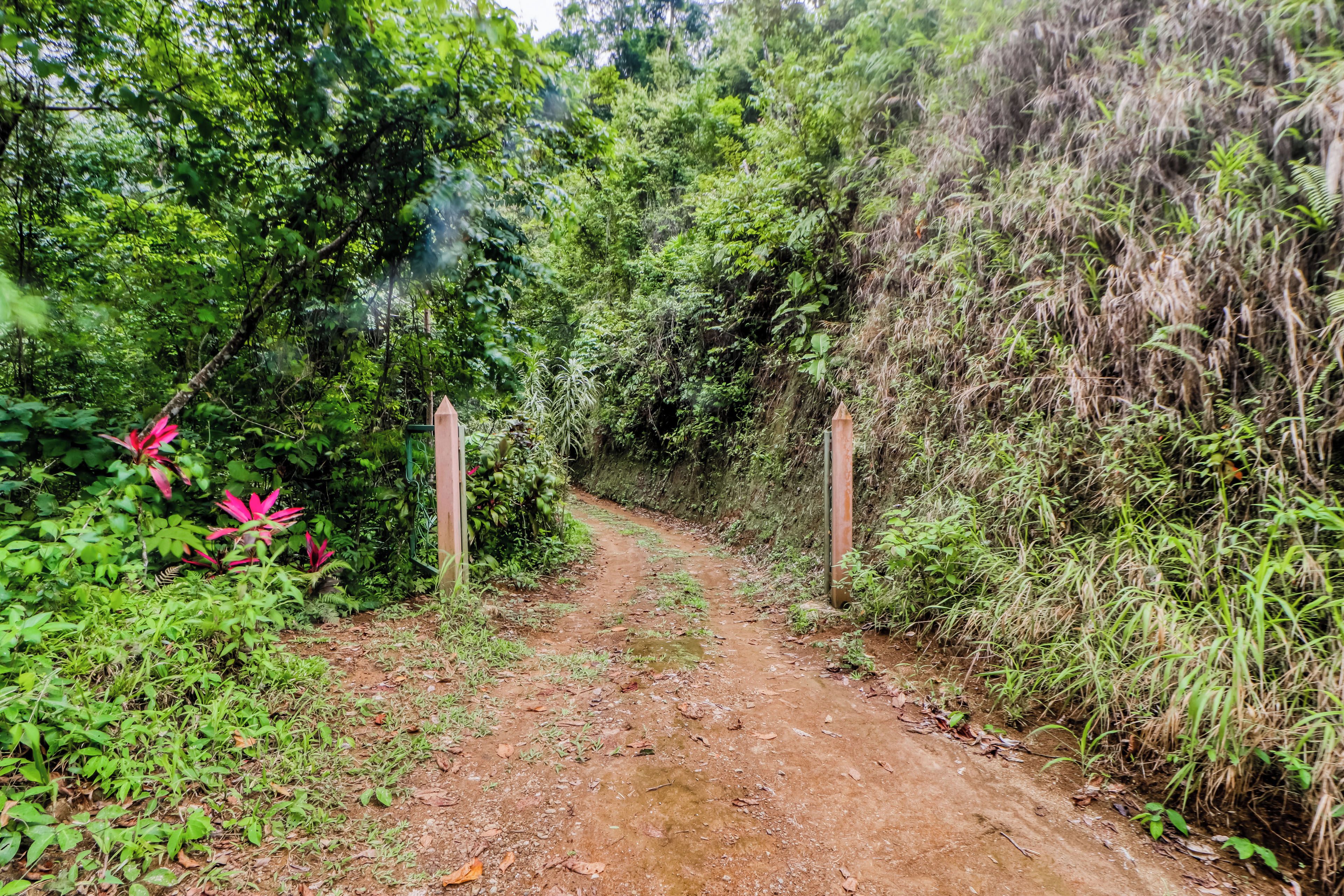 A dirt path surrounded by dense greenery and a wooden gate.