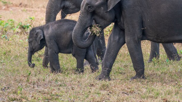 A group of elephants in a natural setting with trees in the background.