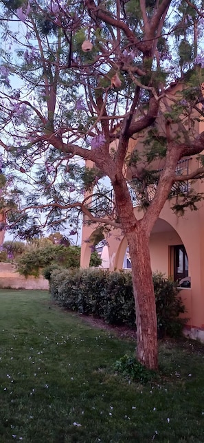 Un arbre amb un tronc robust i un dens follatge, situat en una zona verda amb un edifici al fons.
