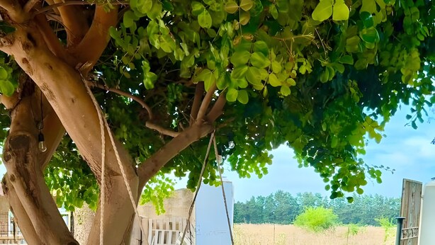 Uma cadeira de balanço branca sob uma árvore, cerca branca e um caminho de terra que leva a um portão.