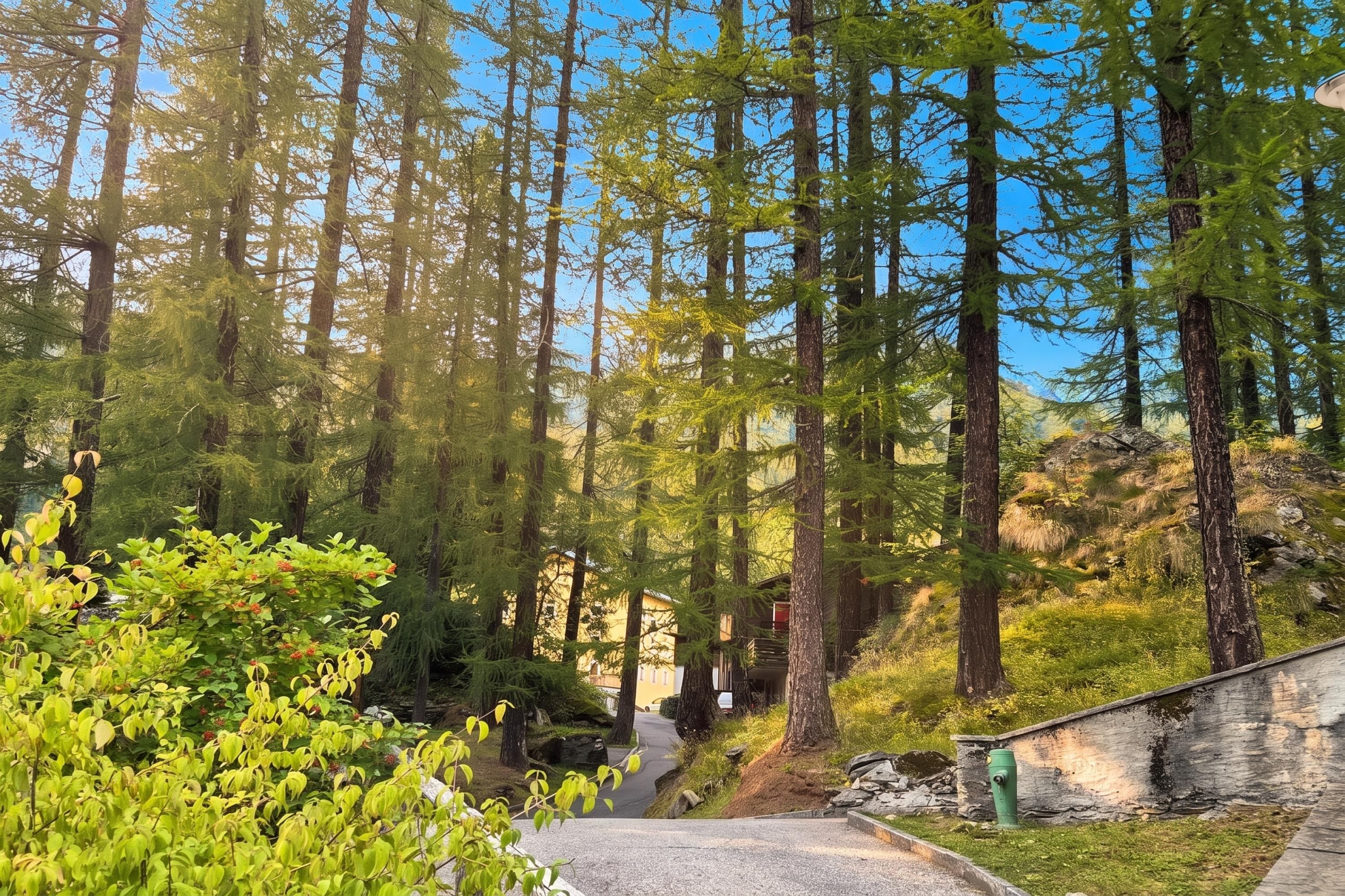 A forested area with a paved path leading to a building with a sloped roof.