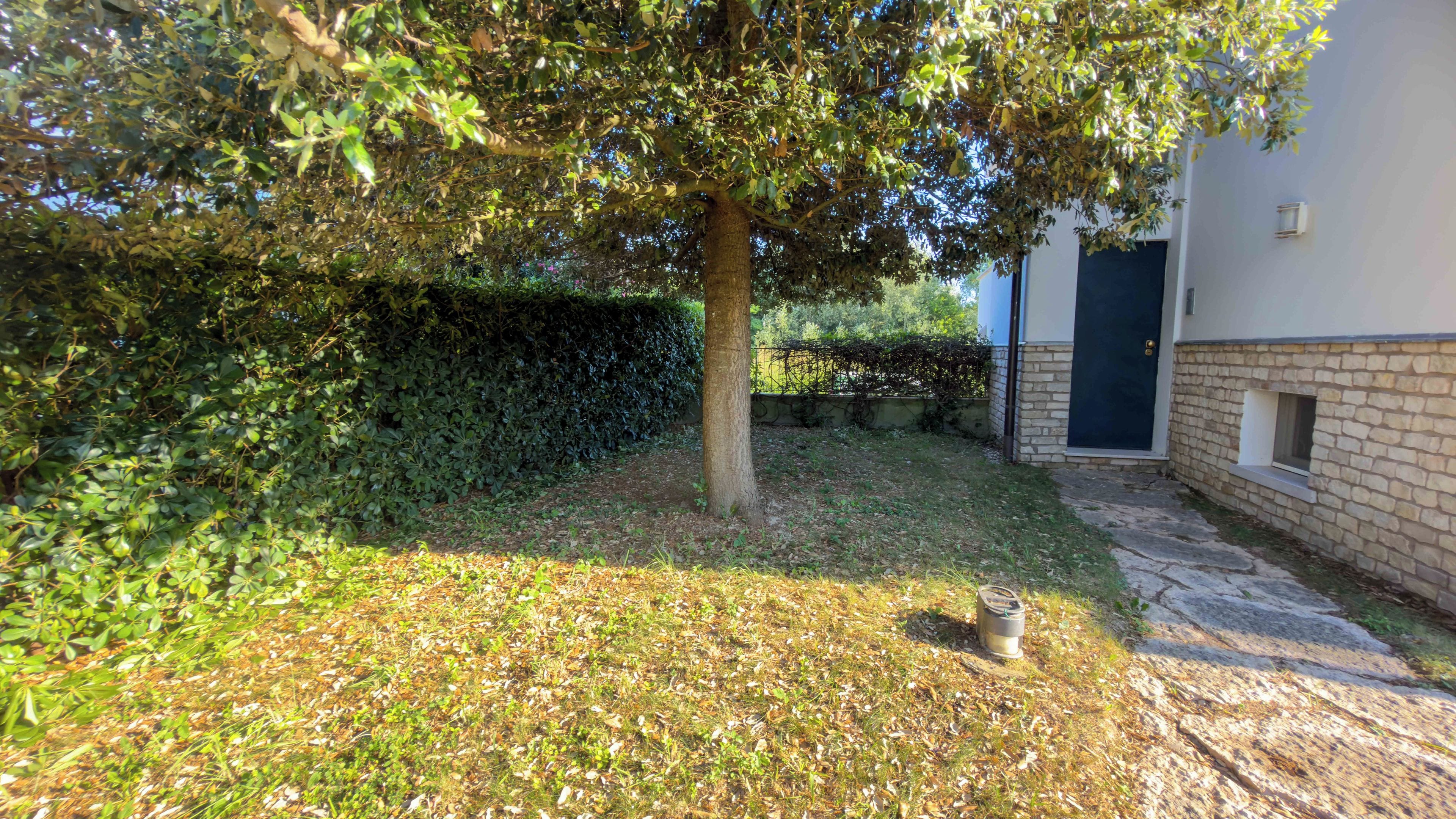 A courtyard with a tree, a hedge, and a building with a door.