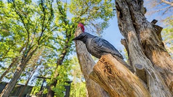 Un oiseau était perché sur un tronc d’arbre.
