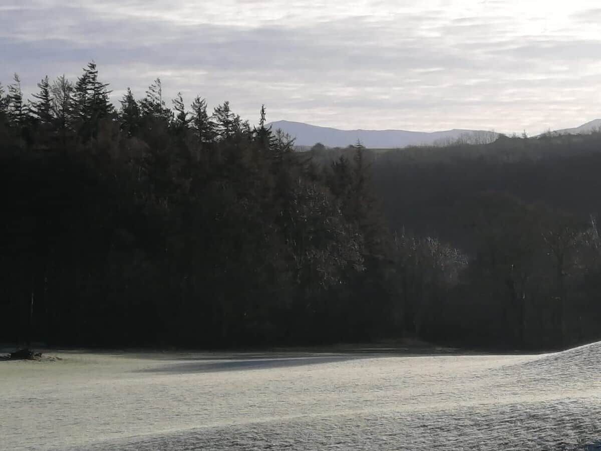 Paesaggio boschivo con un corpo d'acqua e montagne sullo sfondo.
