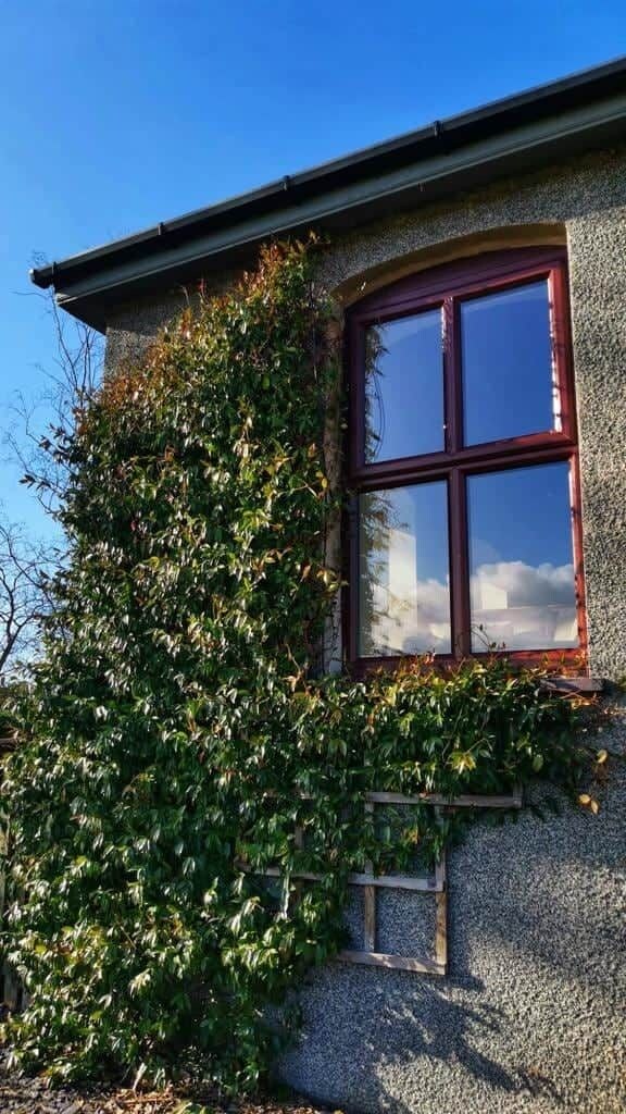 Ein Gebäude mit einem Fenster und einer mit Efeu bewachsenen Mauer.