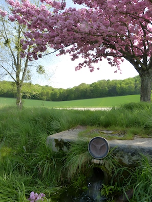 Un paysage naturel avec un arbre aux fleurs roses, un champ d’herbe et un petit ruisseau.