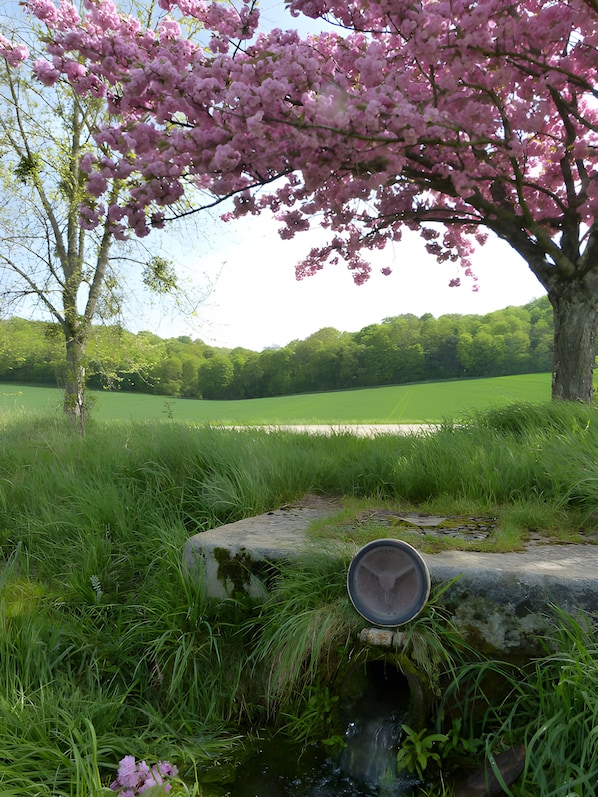 Un paisaje natural con un árbol cubierto de flores rosadas, un campo de hierba y un pequeño arroyo.