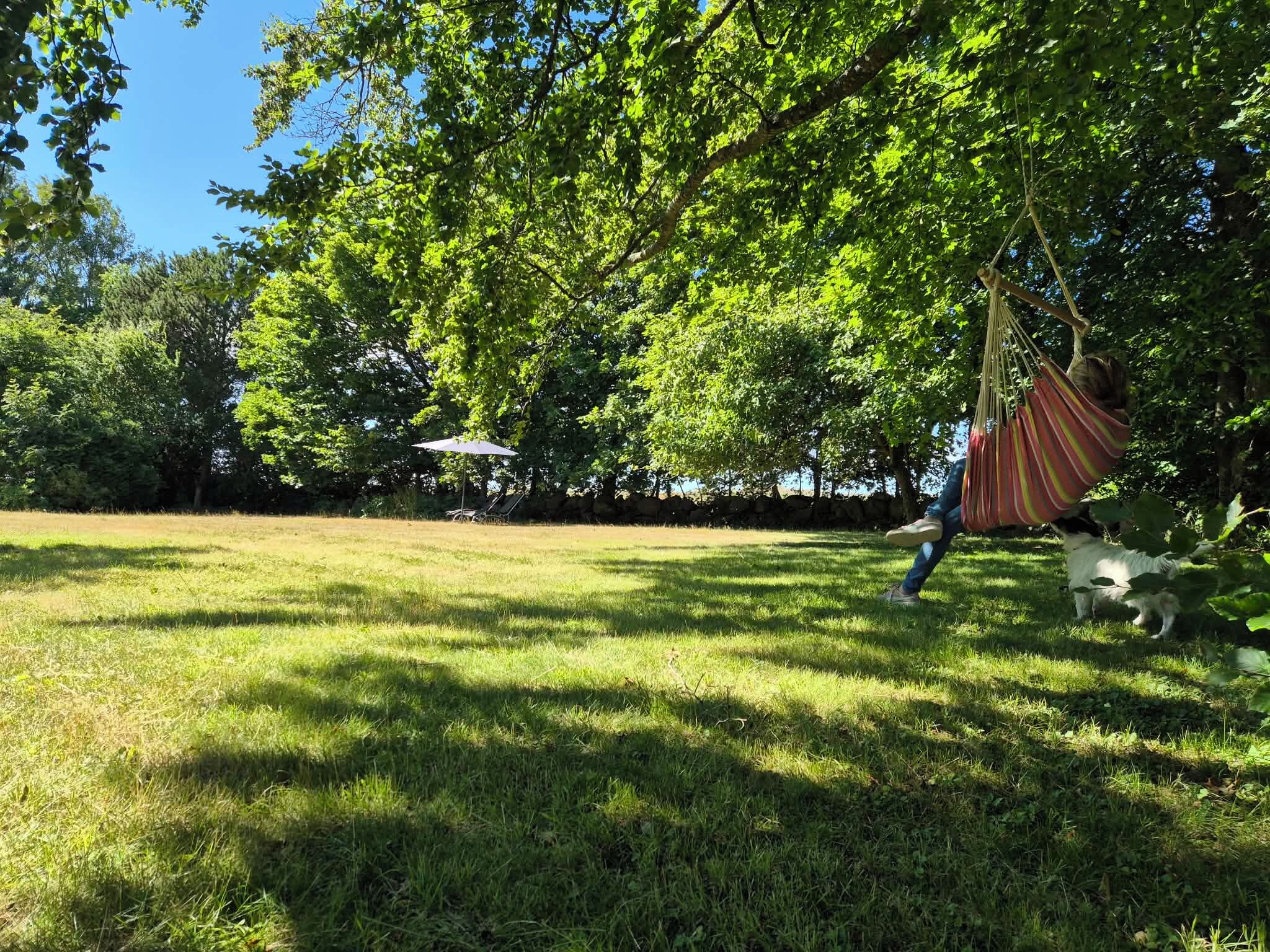 A grassy outdoor area with a hammock, a stone wall, and trees.