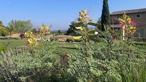 A garden with various plants and a building in the background.