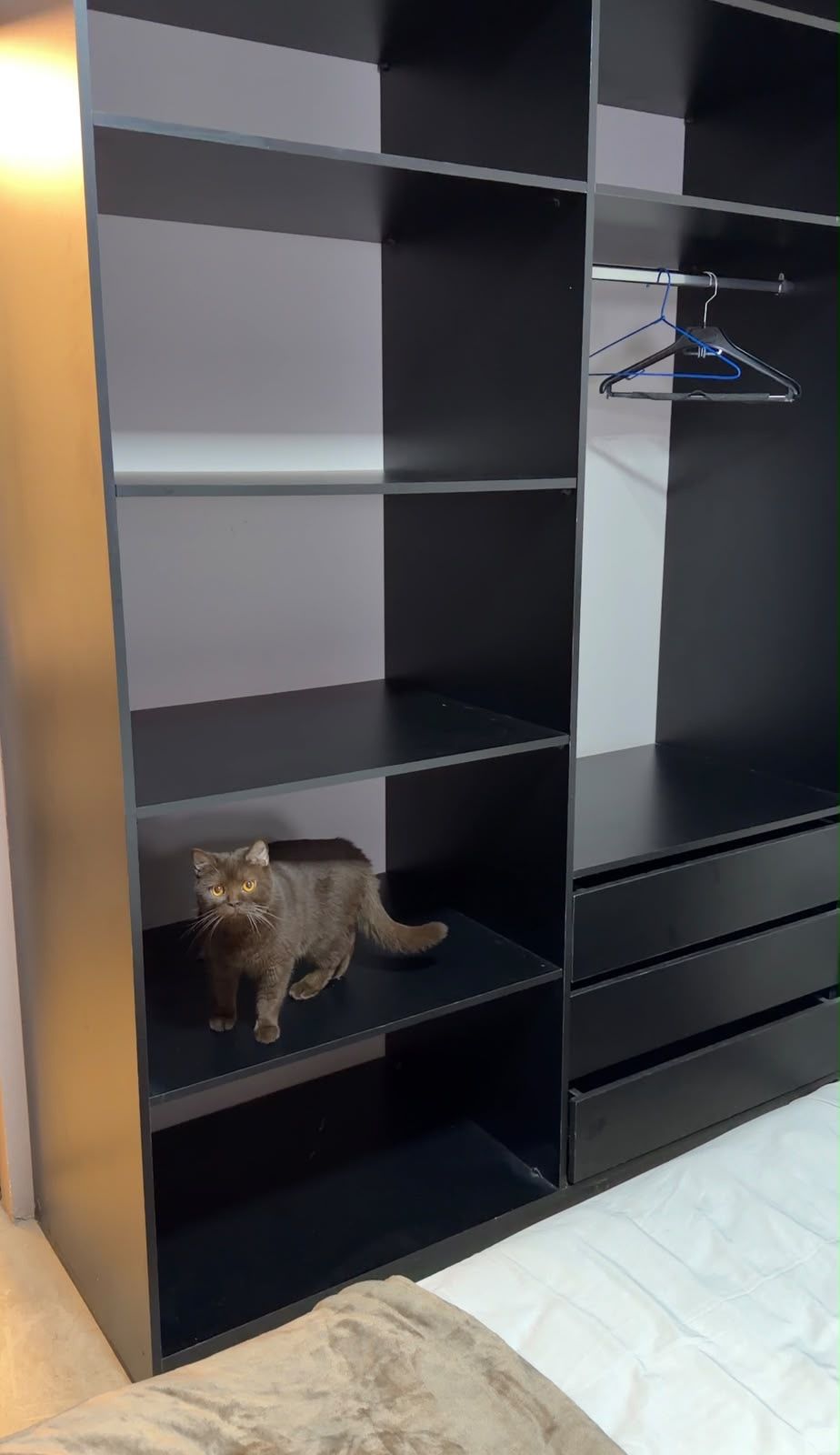 Un gato sentado en un estante en una habitación con una cama y un perchero.
