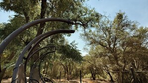 A hammock suspended between trees in a wooded area. - Luxury Camper Van Parking - 16 miles to Yosemite 5 miles to Bass Lake! #3 (Oakhurst)