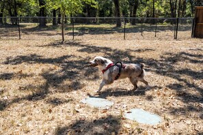 Un perro caminando en un área cercada al aire libre con pasto seco y árboles al fondo.