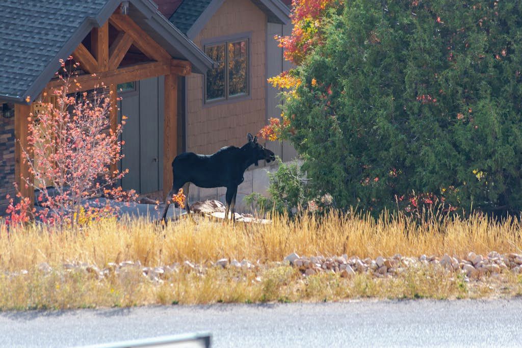 A wooden building with a porch and a black statue of a moose.