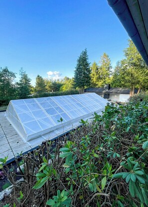 A greenhouse structure with a transparent roof, surrounded by dense vegetation and trees. - Private summer house in nature near Ebeltoft (Ebeltoft)