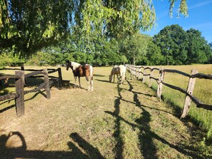 Un área al aire libre cercada con caballos pastando.
