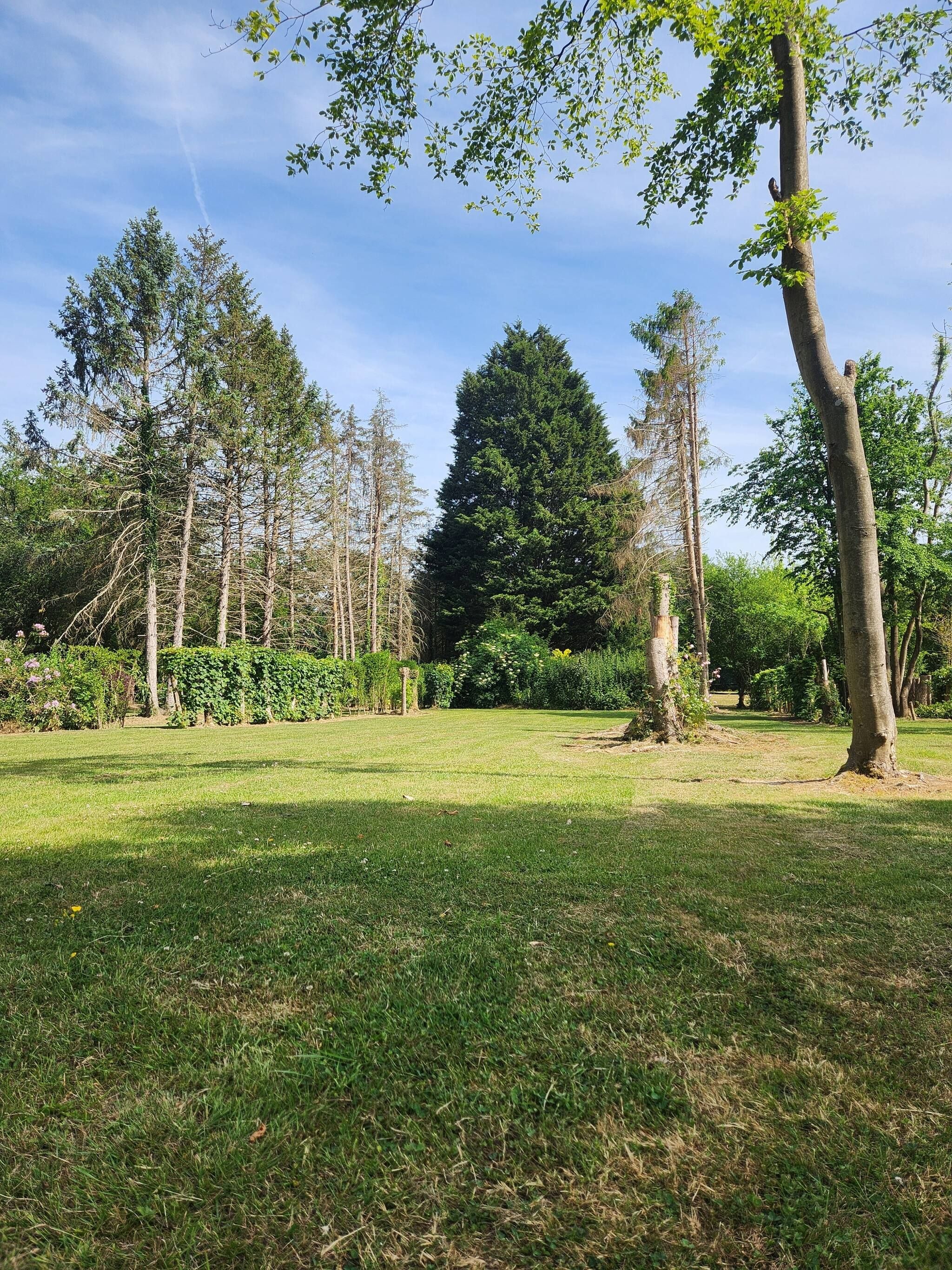 A grassy park with trees and a clear sky.