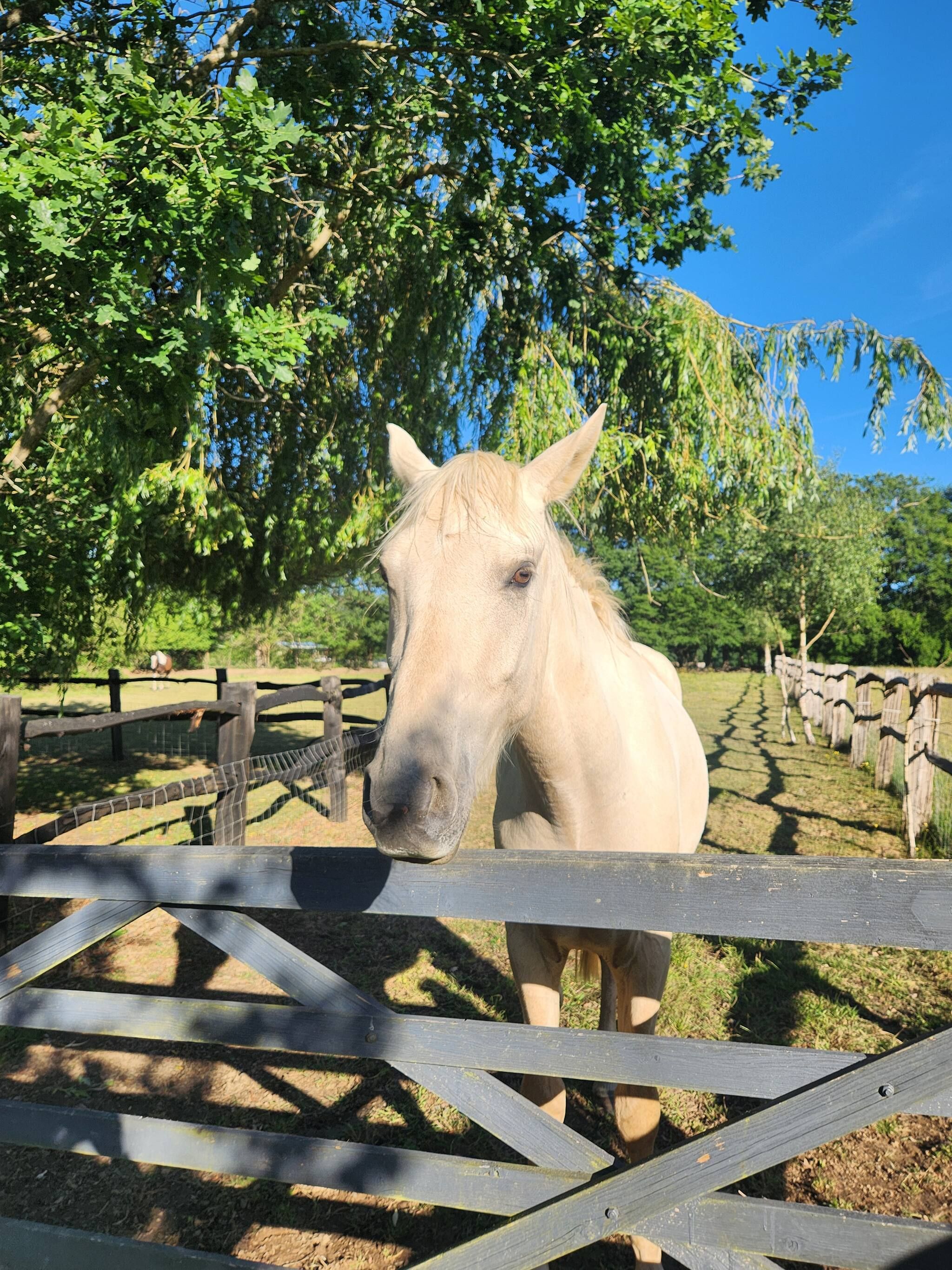 Un caballo detrás de una valla de madera en un área cercada con árboles.