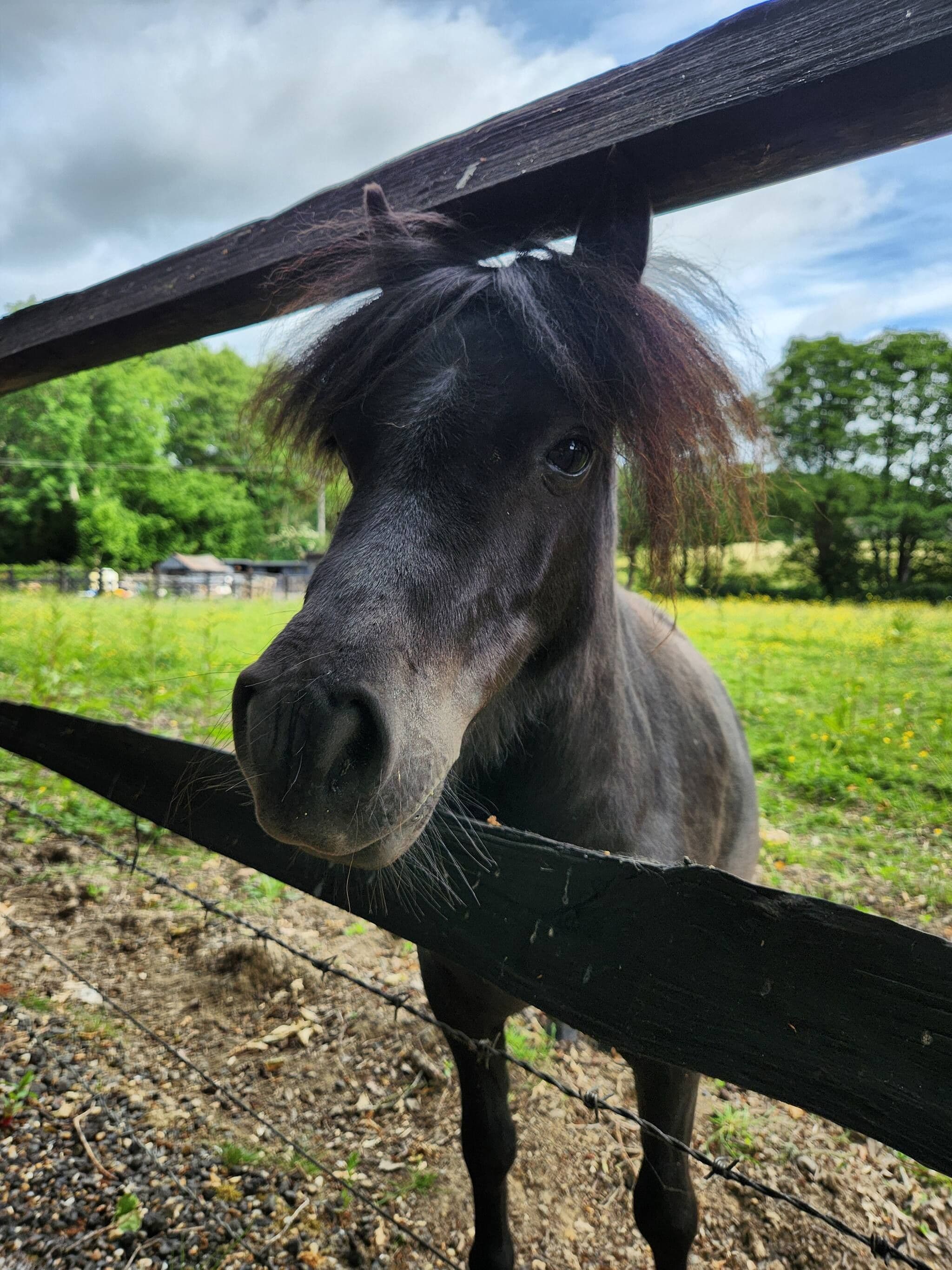 En hest bag et træværkhegn i en græsmark med træer i baggrunden.