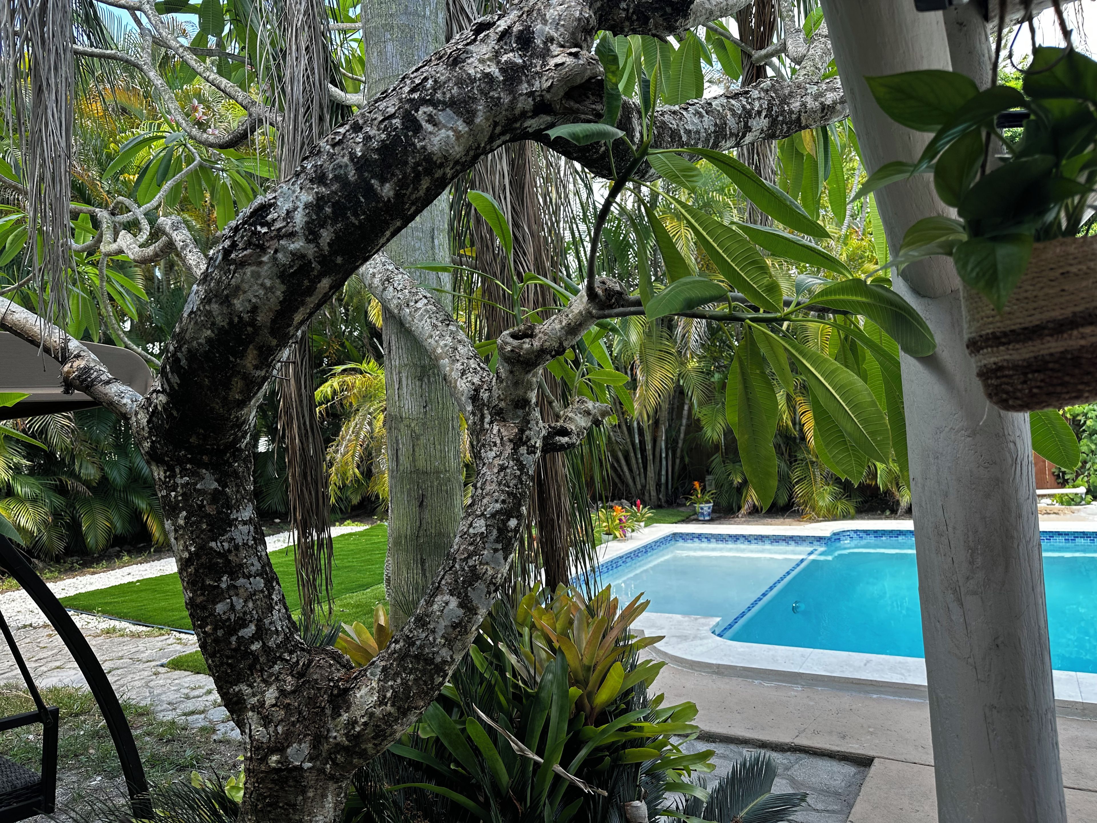Una piscina rodeada de vegetación tropical y un sendero de piedra.