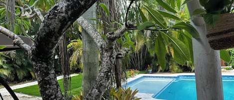 Una piscina rodeada de vegetación tropical y un sendero de piedra.