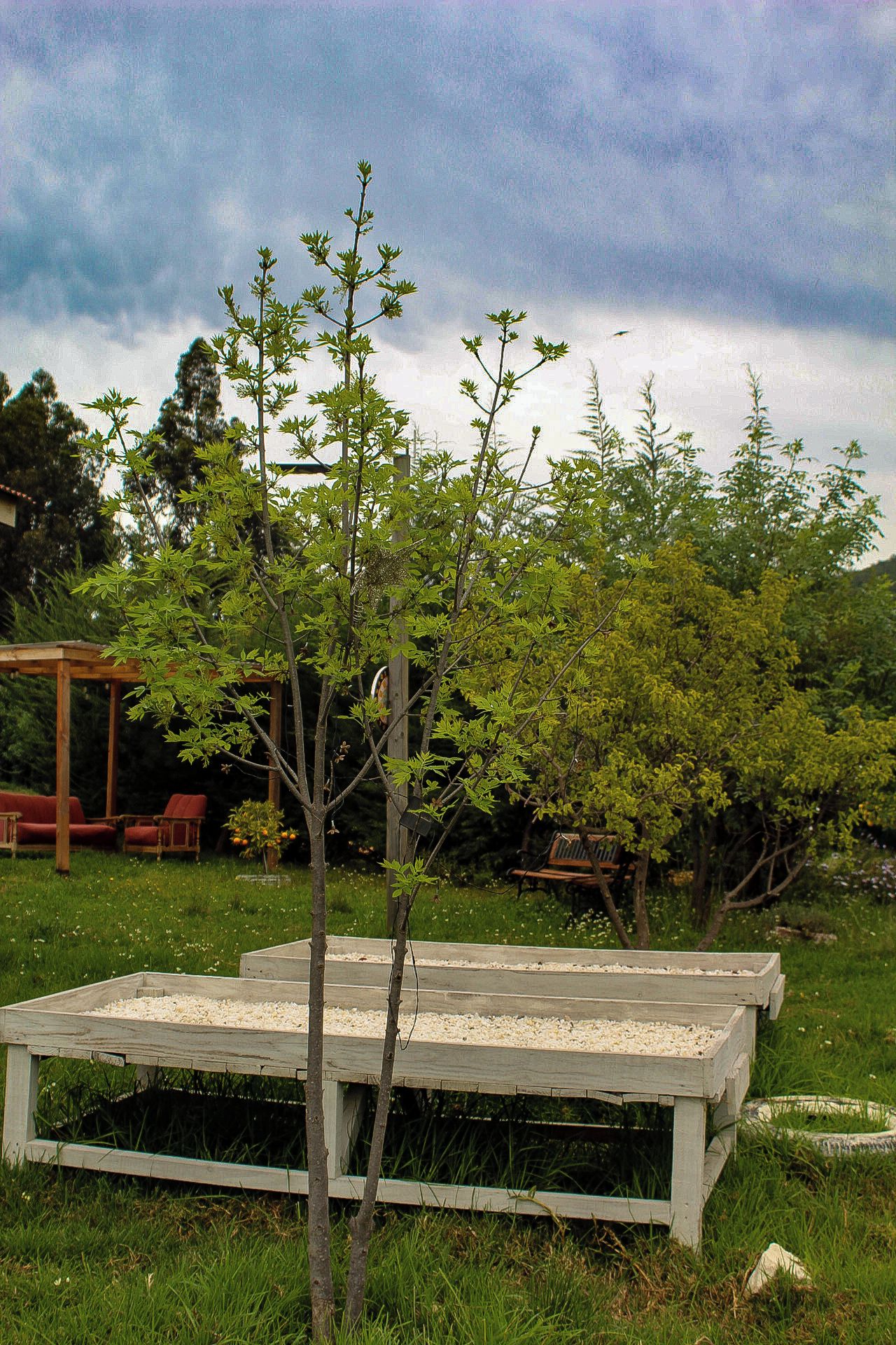 A garden with a wooden table, chairs, and a pergola.