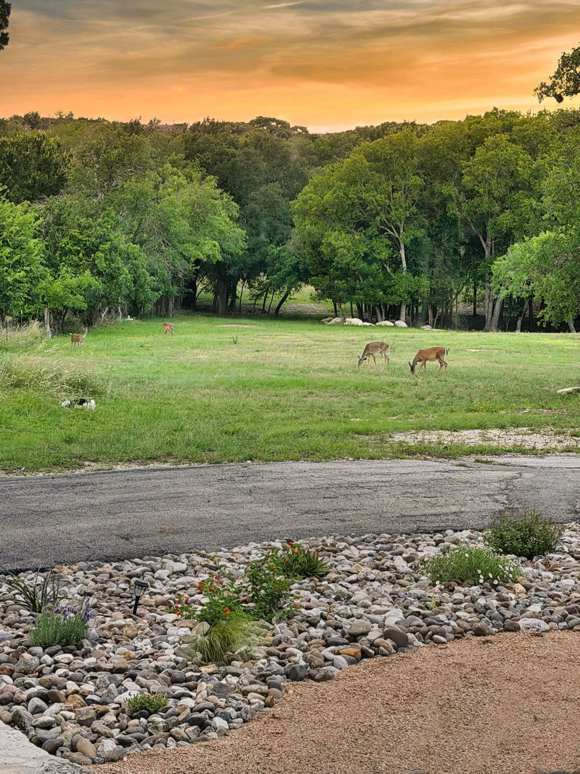 A natural landscape with a grassy field, trees, and a road with a gravel shoulder.