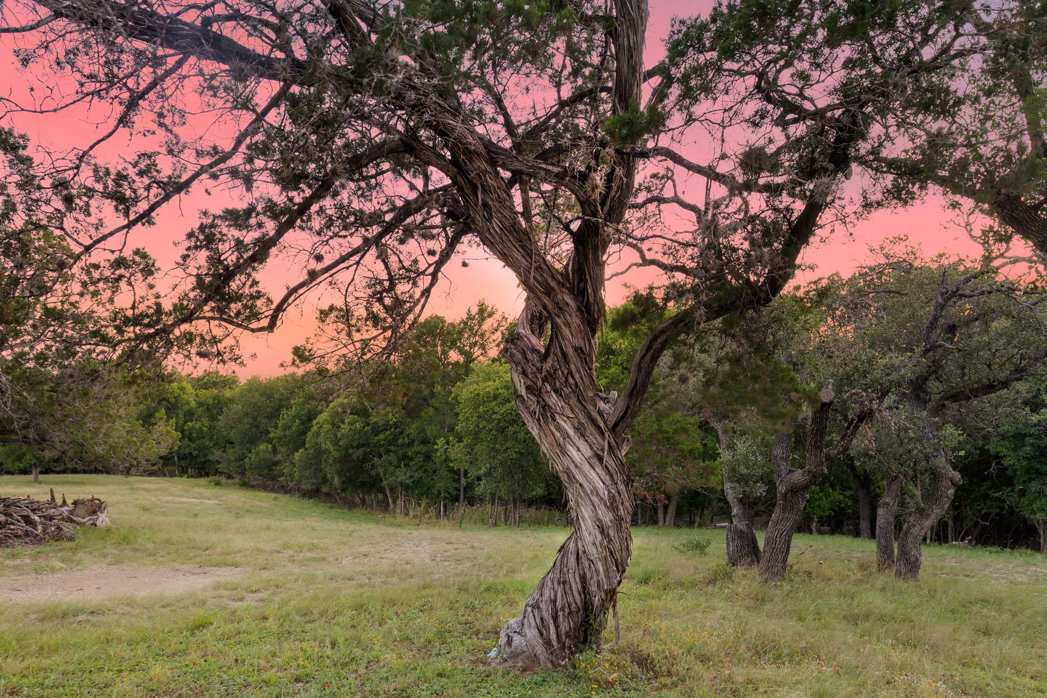 Un arbre aux branches tordues, situé dans un champ herbeux.