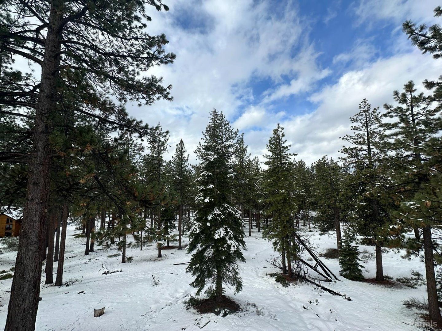 A snowy forest with tall pine trees and a clear sky.