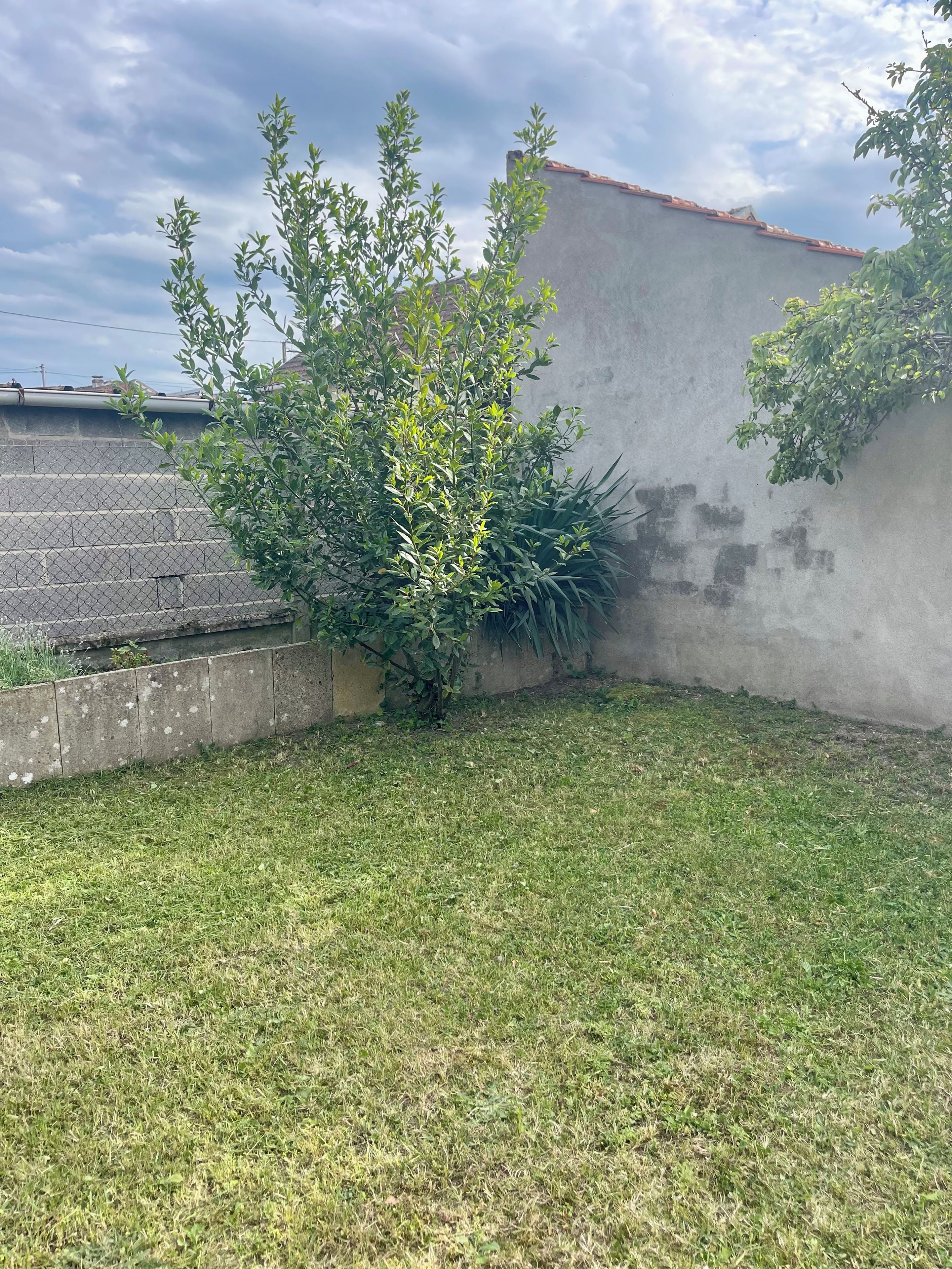 Une cour gazonnée avec un mur en béton et un arbre.