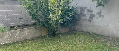 A grassy yard with a concrete wall and a tree.