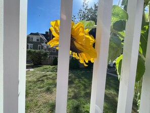 A white fence with a yellow flower in the foreground and a house in the background.