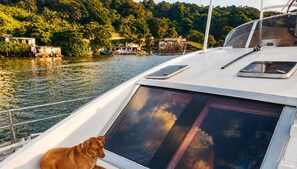 Un bote con un perro en la cubierta, vista de un río y edificios en la orilla.