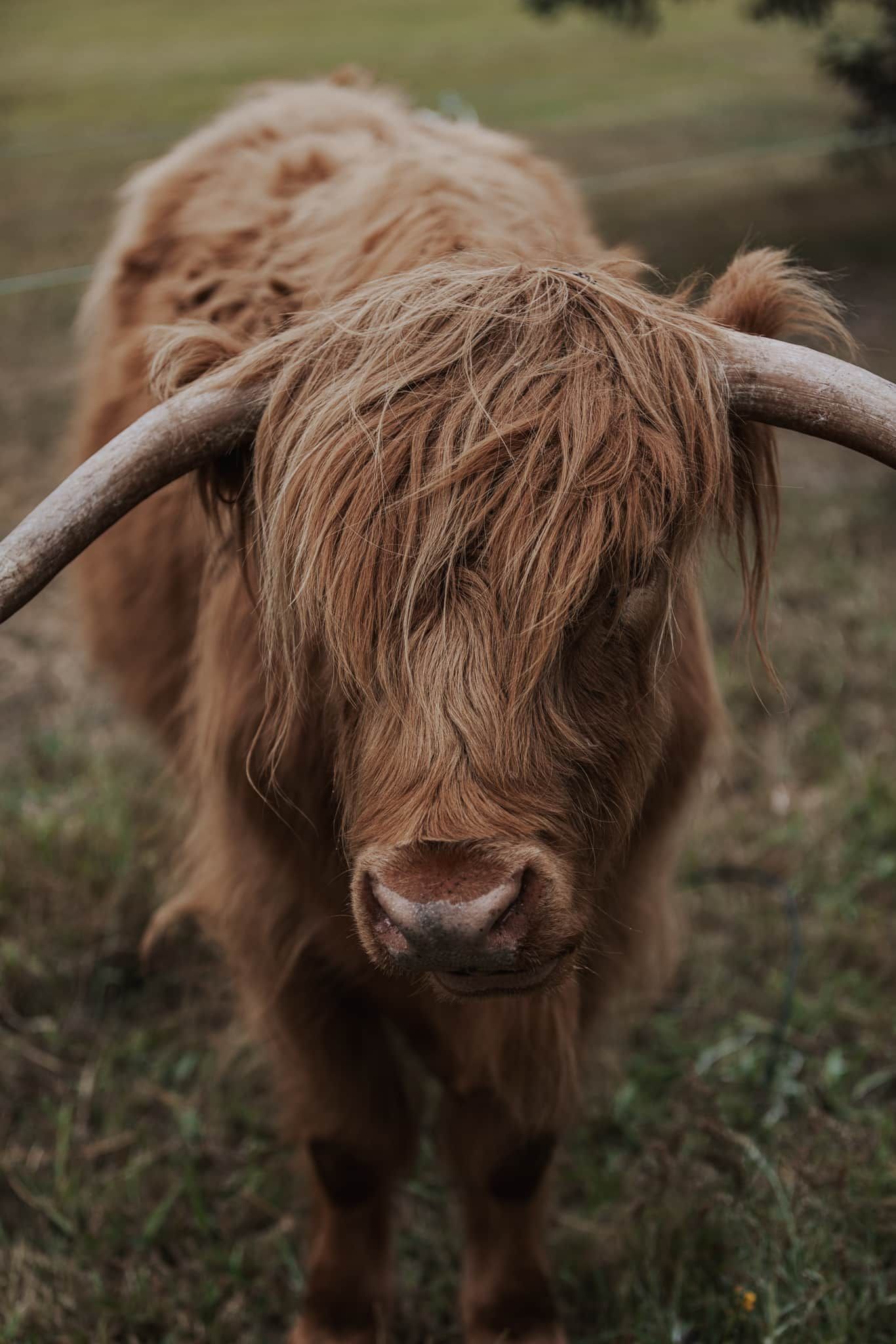 Un primo piano di una vacca Highland con pelo lungo e corna grandi e ricurve.