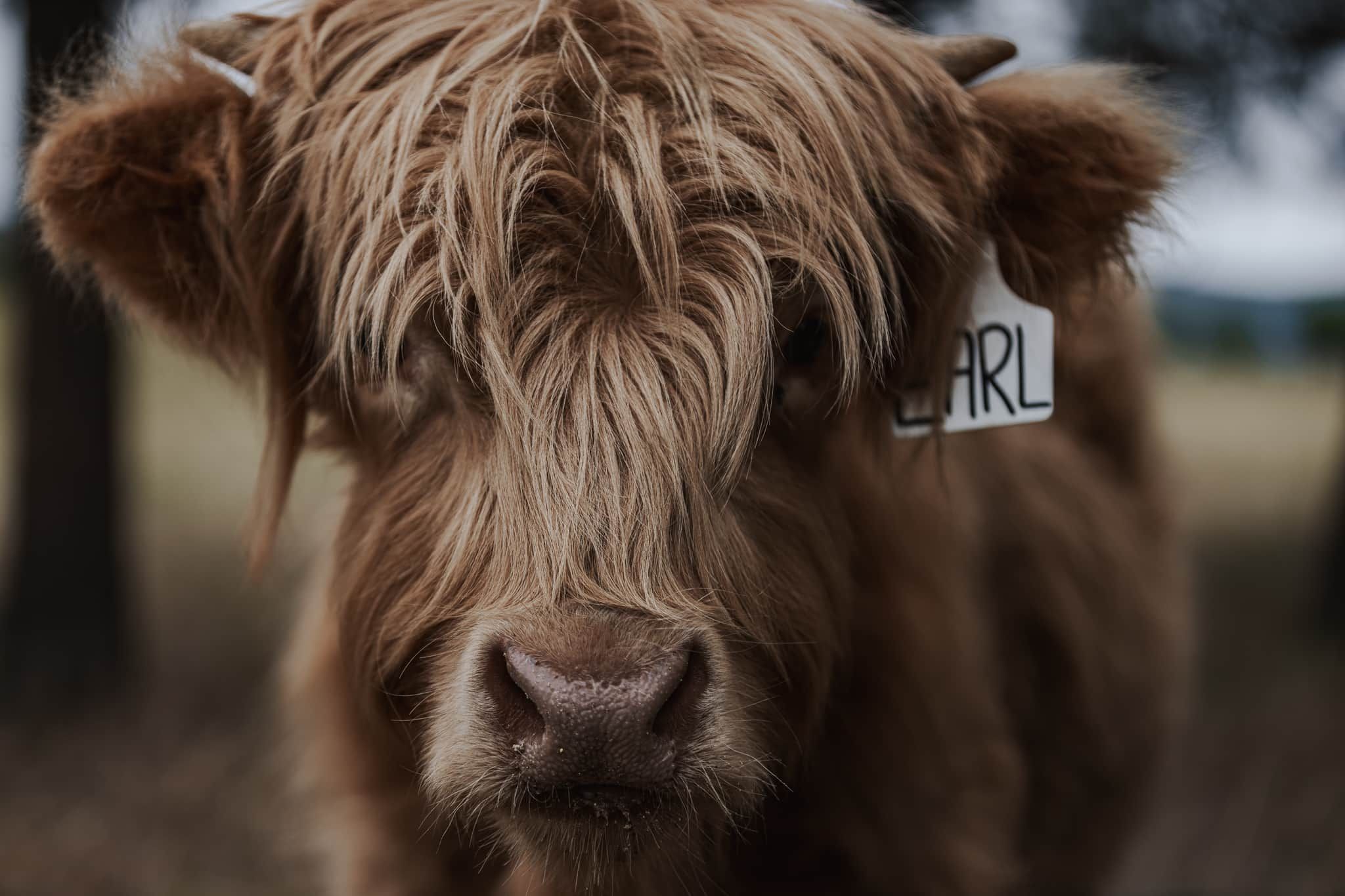 A close-up of a cow's head with a tag labeled 'CARL'.