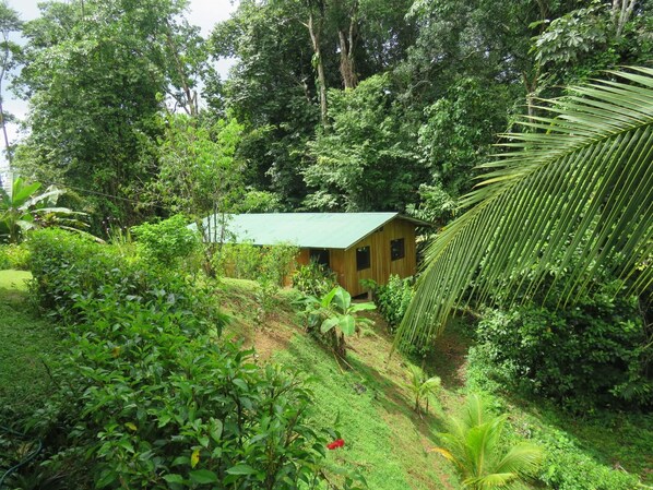 Una cabaña de madera pequeña rodeada de densa vegetación tropical.