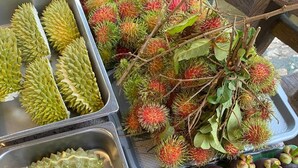 Una selezione di durian e mangosteen esposti su vassoi.