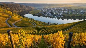 A vineyard with rows of grapevines, a winding road, and a body of water with a town in the background. - Hotel Weingut Moselloreley (Piesport)