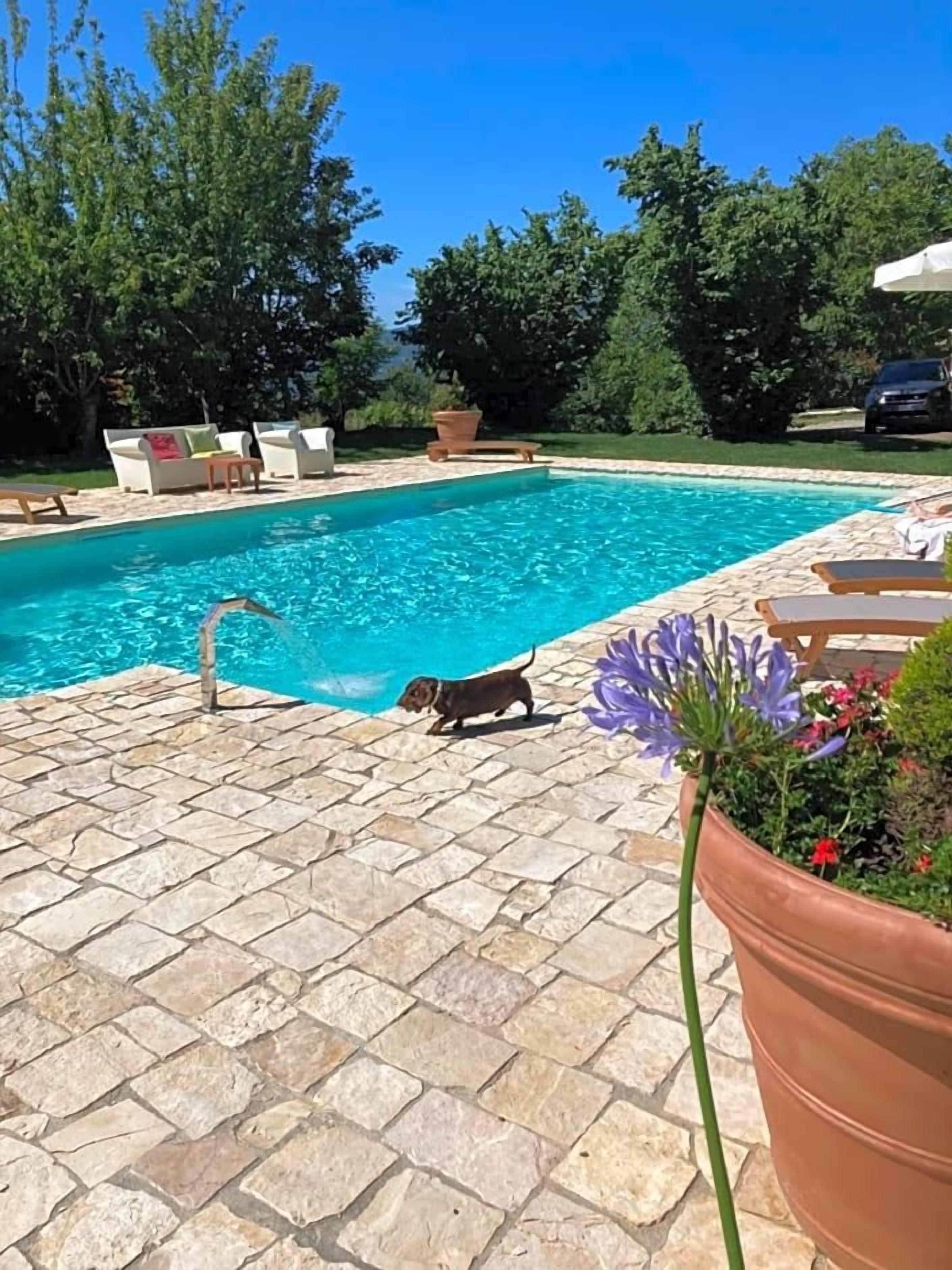A swimming pool with a stone patio, a dog, and potted plants.