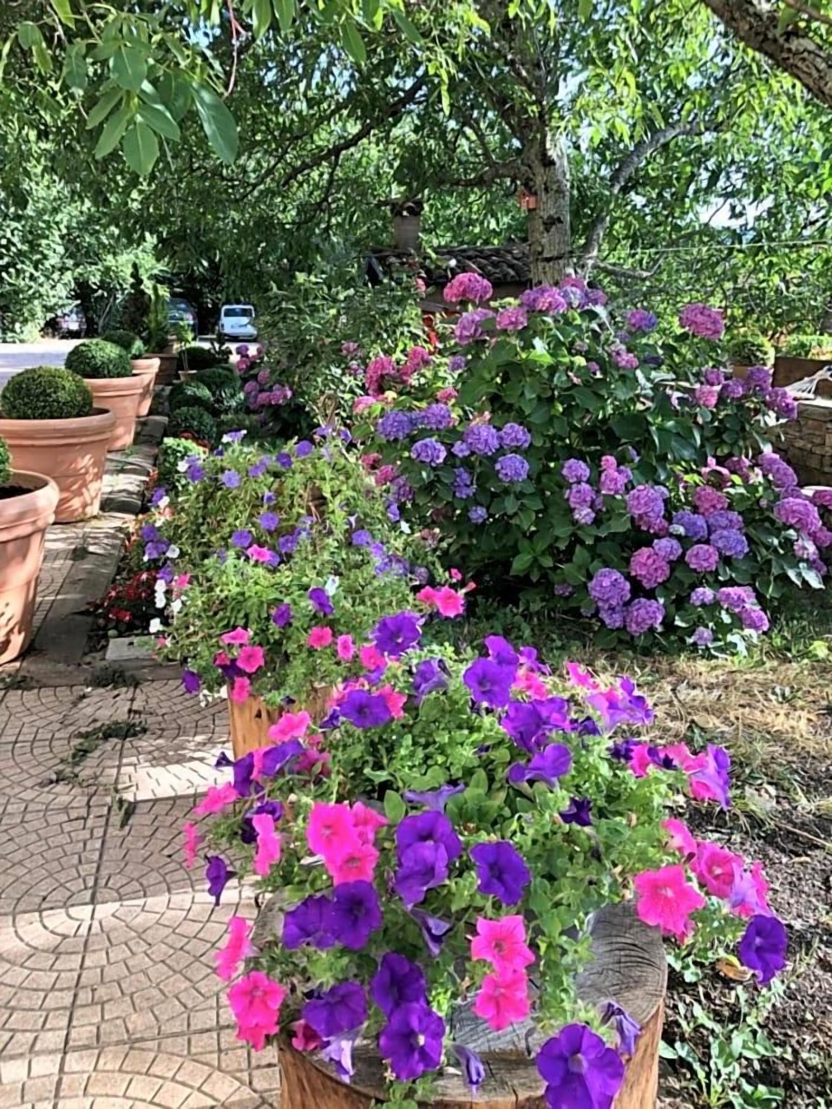 A garden with potted plants and flowers.