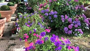 A garden with potted plants and flowers.