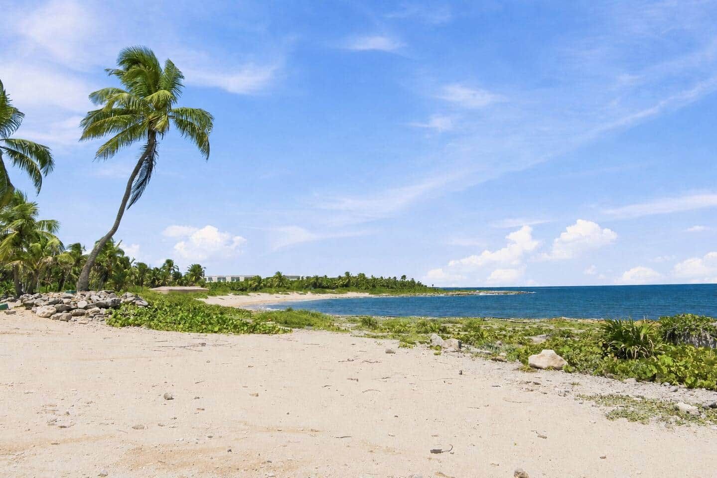 A sandy beach with palm trees, a clear sky, and a calm sea.