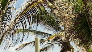 A person standing under a palm tree in a grassy area with a concrete structure nearby. - Pousada Cabanas De Buzios (Nisia Floresta)