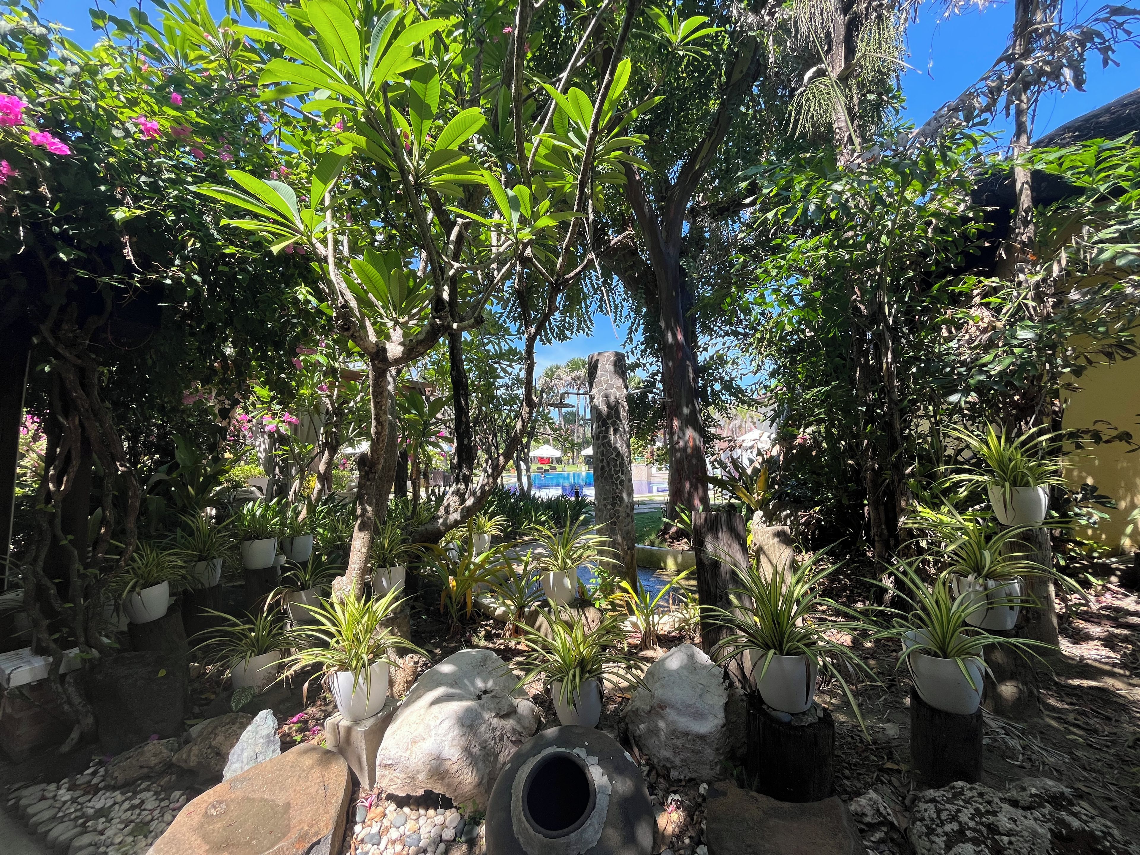 Un jardín con varias plantas en macetas, rocas y una piscina visible al fondo.