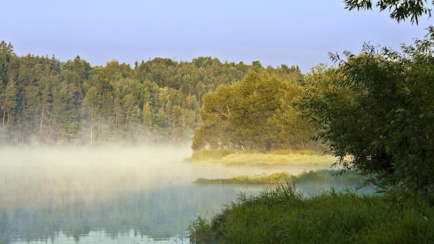 Ein ruhiger See mit dichtem Wald im Hintergrund und einer nebligen Atmosphäre.