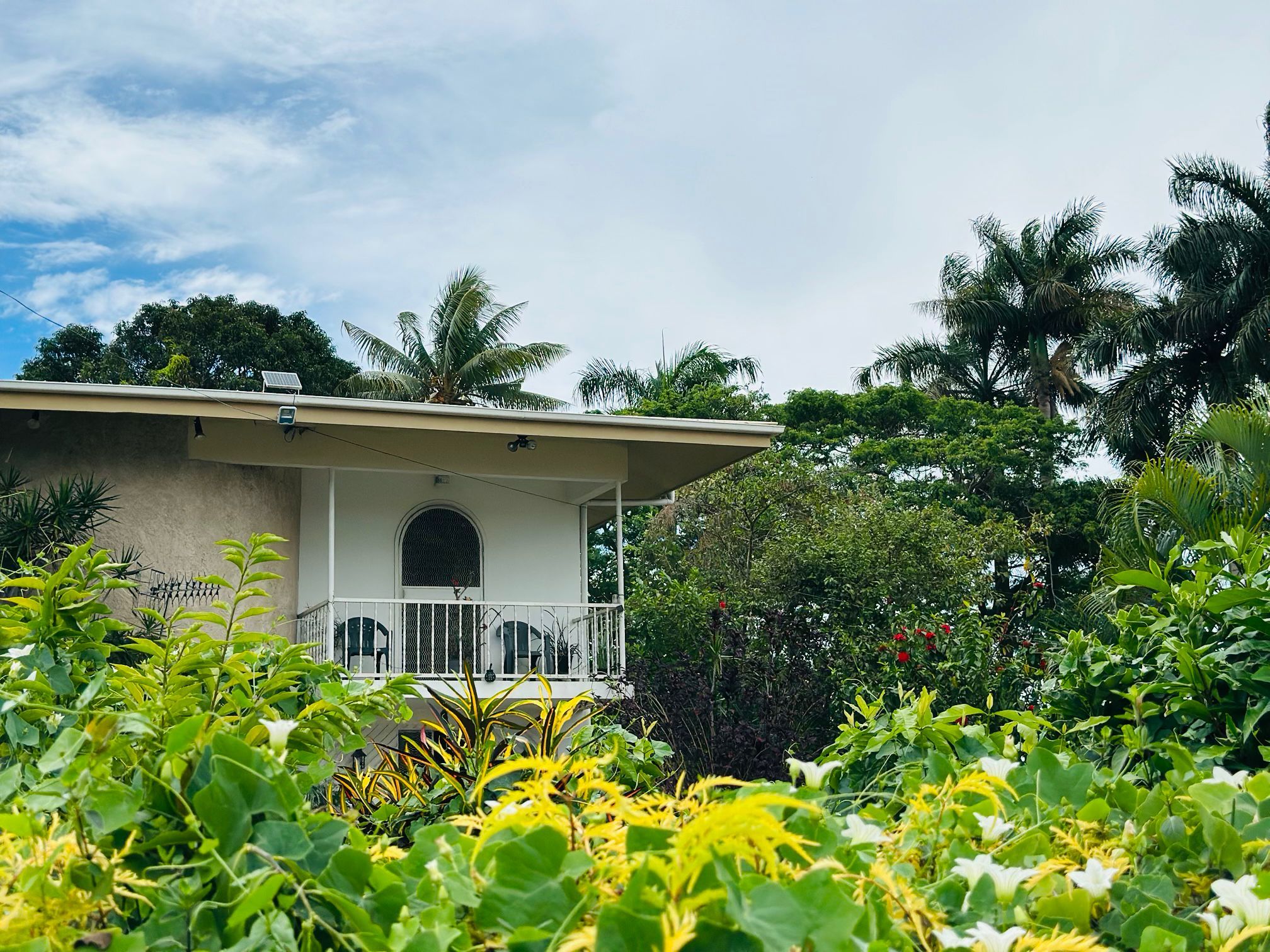 A house with a covered porch, surrounded by lush greenery and palm trees.