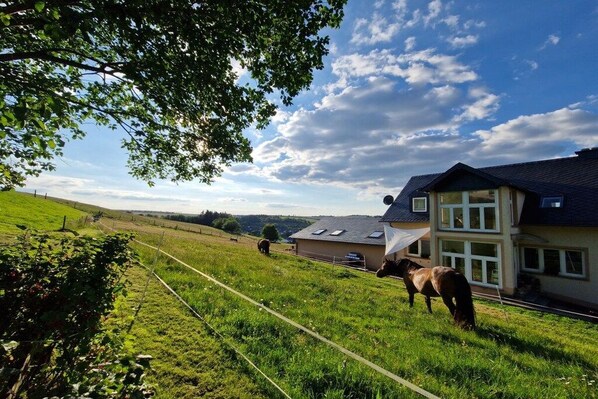 A house with a large window and a horse in the yard. - Holiday home Schilz II (Plütscheid)
