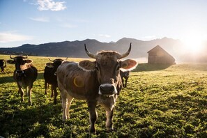 Een koe in een grasveld met bergen op de achtergrond en een houten constructie.